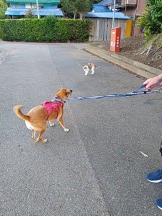 お友達が増えて来たよ❤️の記事動画