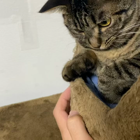 うちの猫の可愛いところを見て欲しいだけの画像