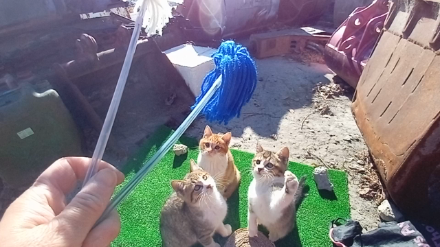 さくらねこの記事動画