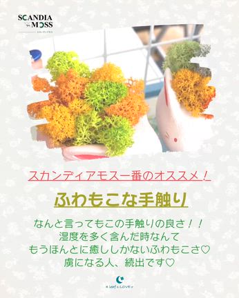 スカンディアモスを知ってほしい♥の記事動画