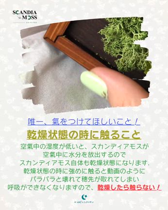 スカンディアモスを知ってほしい♥の記事動画