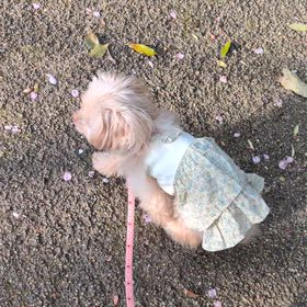 動画一覧｜福岡市まるちゃんのブログ やましたひでこ公認断捨離