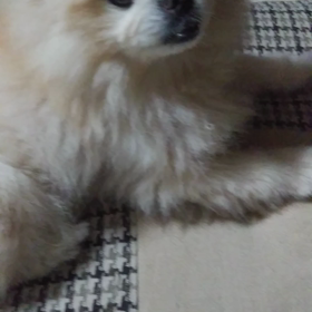 わんこですの画像
