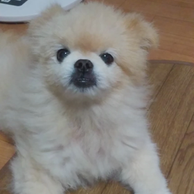 ゴロゴロわんこの画像