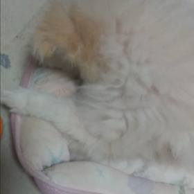 わんこです｡の画像