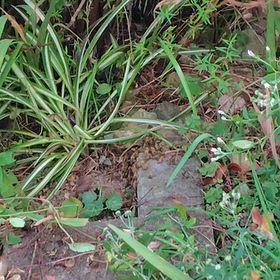 西洋ミツバチ捕獲大作戦の画像