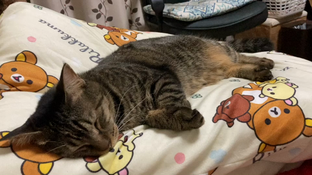 サビ猫成長日記更新!!⑪の記事動画