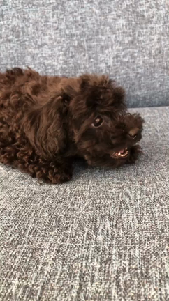 頭文字Aブログ～第十話～  犬がいる暮らし、始めました②の記事動画