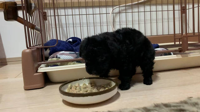 頭文字Aブログ～第十話～  犬がいる暮らし、始めました②の記事動画