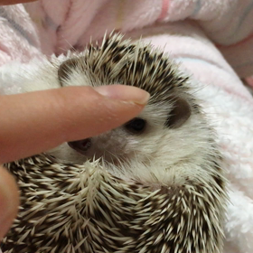 可愛すぎる動画♡むにむにマルモちぁーんの画像