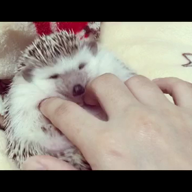今日のお腹マッサージ♡動画ぁるょん♪の画像
