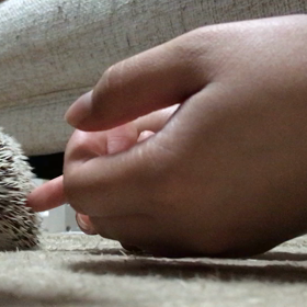 手乗りマルモちぁん♡動画の画像