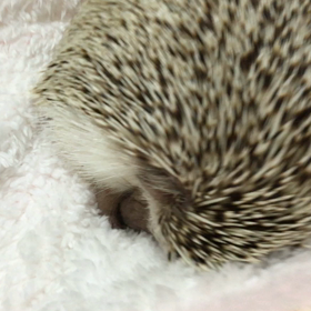 マルモ動画特集〜の画像