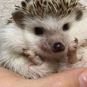 マルモちぁん爪切らせてぇ〜(੭ ˃̣̣̥ ω˂̣̣̥)੭⁾⁾動画の画像