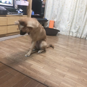 ねこちゃんまるちゃん。の画像