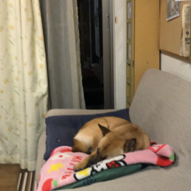 ねむねむ。の画像