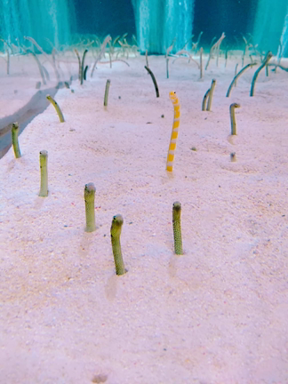 ペンギン、チンアナゴ、すみだ水族館の記事動画