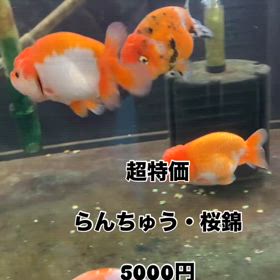 2025/01/02の画像