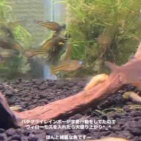 2026/02/08の画像