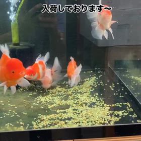 2025/04/11の画像