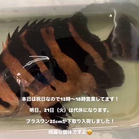 2026/07/20の画像