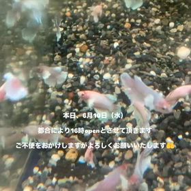 2026/06/10の画像
