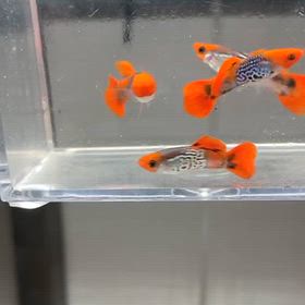 2026/09/18の画像