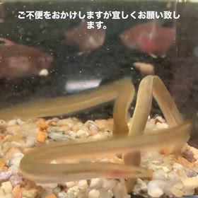 2026/06/16の画像