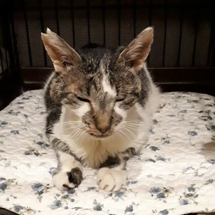 バンくんの旅立ちの記事動画