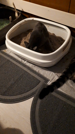 ナギちゃん日記の記事動画