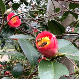 ツバキの花の中にの画像