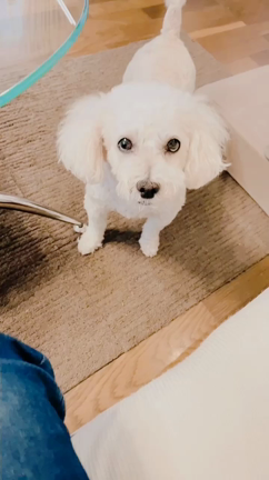 暑さでバテバテです♪愛犬たちとの暮らしの記事動画
