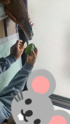 いぐらさんと長男の記事動画