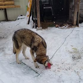 サンの食事の変化の画像
