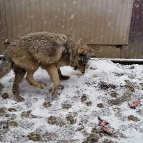 昨日は根雪になり冬はいよいよ本番ですの画像