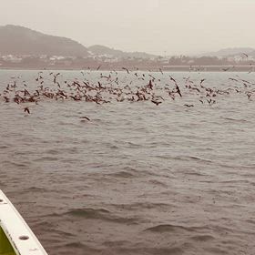 マグロ　ボッコりの画像