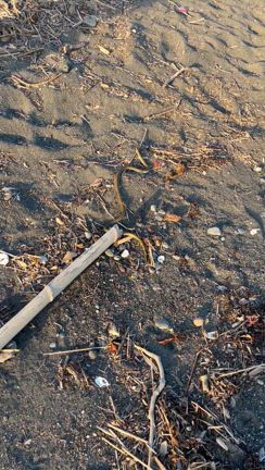【発見】海で見つけた小さなお宝の記事動画