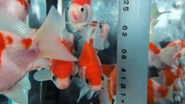 玉錦入荷の記事動画