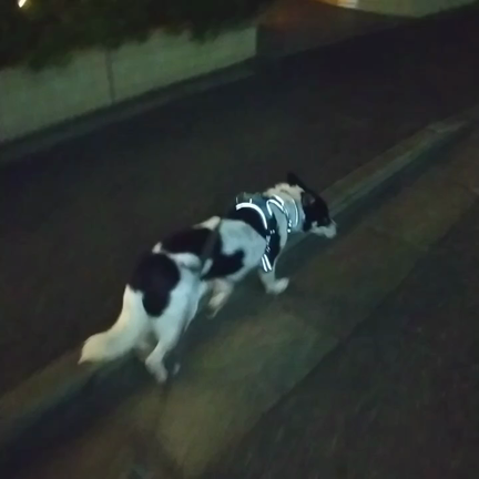 松ちゃん１ヶ月の記事動画