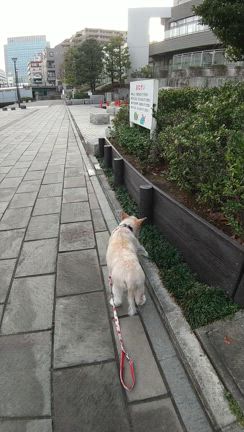 まるの命日の記事動画