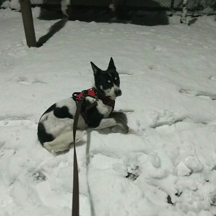 松ちゃん、初雪の記事動画