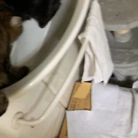 2/22は猫の日の画像