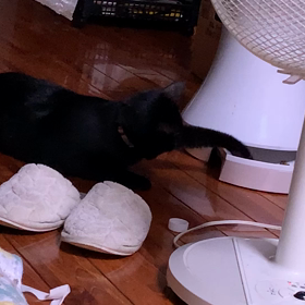 ぐうたら食べの画像