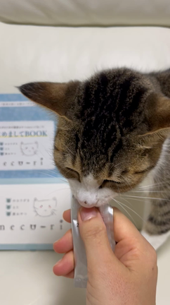 愛猫の餌は選びは飼い主の責任の記事動画