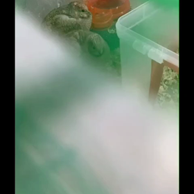 発見❗の画像
