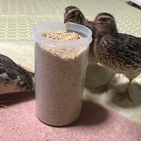 餌補充の画像
