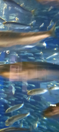 大洗水族館は最高でした！！の記事動画
