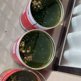 産卵の画像