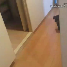 うちの犬動画の画像