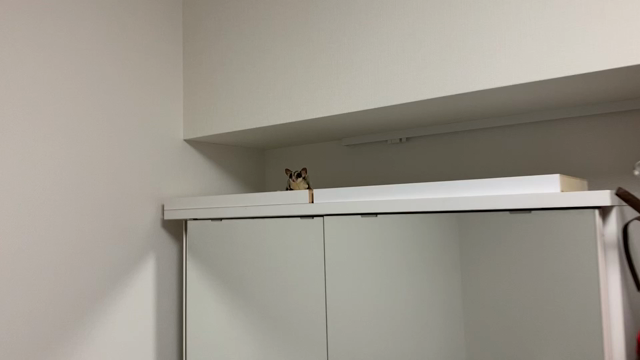 稽古の後にの記事動画